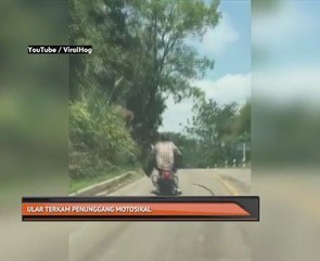 Ular terkam penunggang motosikal