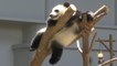 Malaysian zoo celebrates baby panda's first birthday