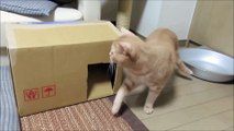 Cats can enter by making a hole in the cardboard box：猫はダンボール箱に穴をあけると入る
