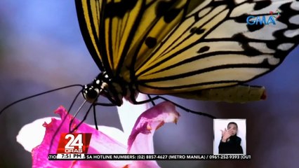 #KuyaKimAnoNa: Fly high like a butterfly, Kuya Kim! | 24 Oras