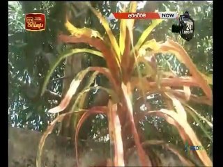 Atapattama 2022.02.23