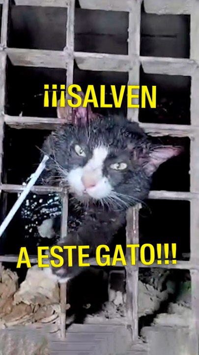 ¡Salven a este gato!