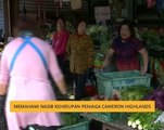 Memahami nasib kehidupan peniaga Cameron Highlands