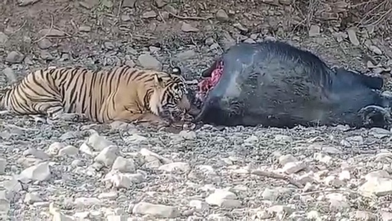 दूसरे दिन भी शिकार के पास ही बना रहा बाघ का मूव...