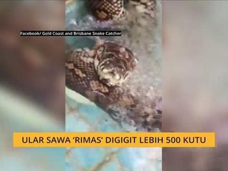 #Bualan 12 Jan: Pelukis grafiti Malaysia reka 'cover' single terbaharu Chris Brown