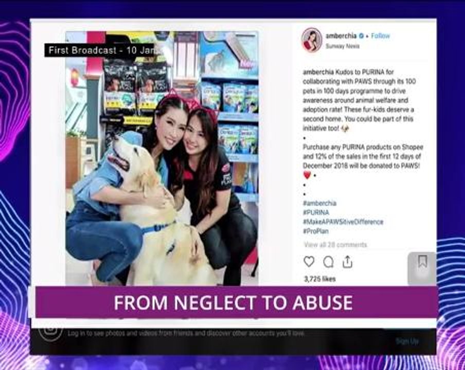 Animals - From Neglect to Abuse