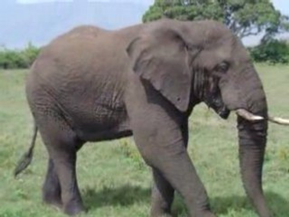 Vieil elephant  dans le N'gorongoro