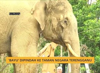 'Bayu' dipindah ke Taman Negara Terengganu