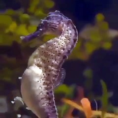 Parturation in Hippocampus