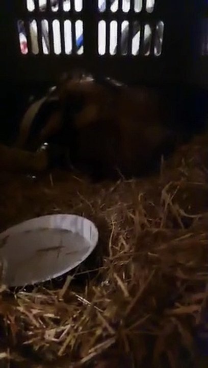 Blossom the Badger  by  Foyle Wildlife Rescue