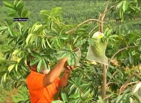 Dulu sibuk dengan kelapa sawit, kini durian selat