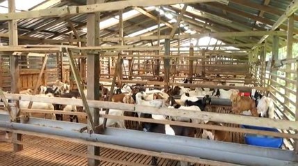 Ikon Agro: Sumber kekayaan baru bidang ternakan