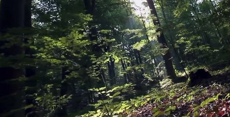 Terror in the Woods S01 E04