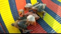 Growing Indian Ringneck Babies  Ringneck Parrot Growth Stages