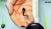How Is This Possible?! A Father Seahorse Gives Birth to More Than 100 Babies!