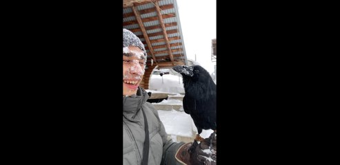 Crow Mimics Human by Diving into the Snow