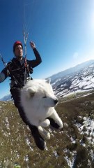 Cão e dono conquistam redes sociais a voar de parapente