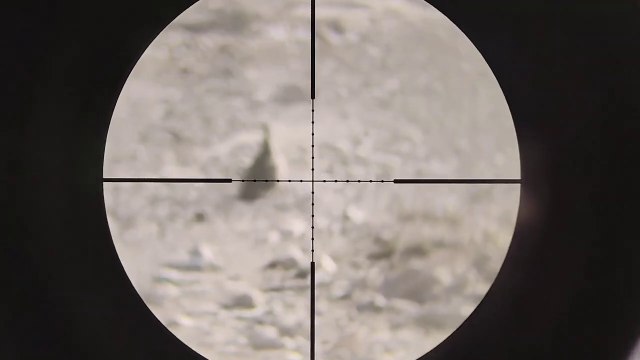 Beautiful bird hunting with PCP air rifle