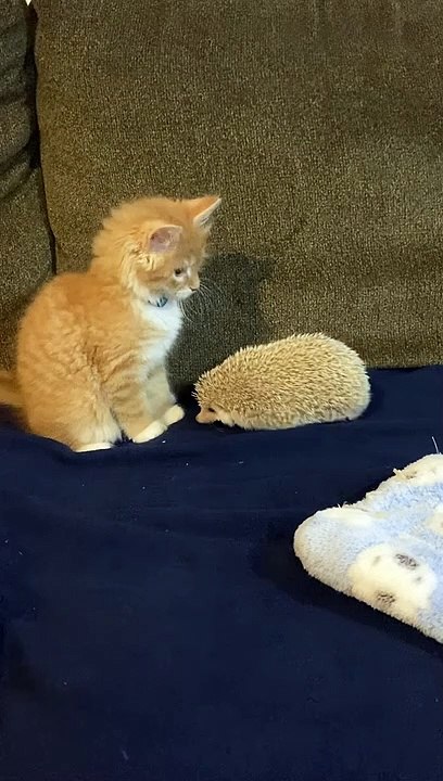 Hedgehog's Quills Make Kitten Jump