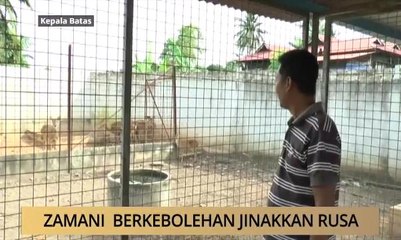 AWANI - Pulau Pinang: Zamani berkebolehan jinakkan rusa