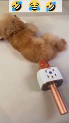 Smart Dogs | funnydog  #shorts #pets youtube shorts #