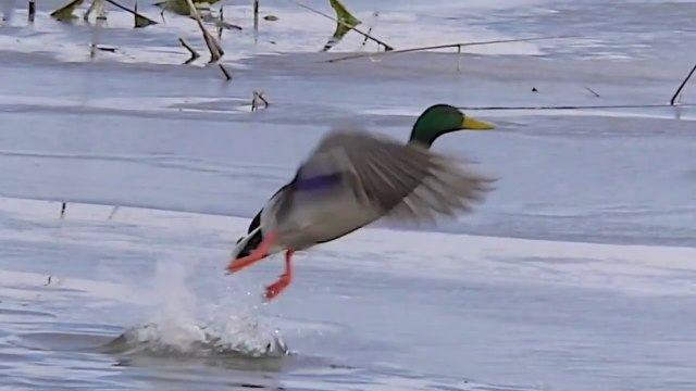 BURUNG TERCEPAT DIDUNIA