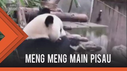 Si panda Meng Meng dirakam sedang bermain pisau