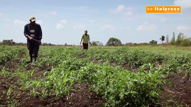 Reddito di cittadinanza, il 45% lavoratori poveri