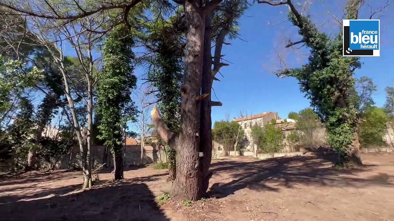 Abattage d'arbres à Maureilhan dans l'Hérault. "Ca me fait mal au cœur de voir ce que le maire  a fait" déplore Jean-Claude Galibert
