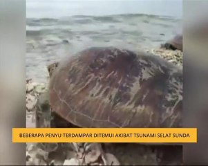 Beberapa penyu terdampar ditemui akibat Tsunami Selat Sunda