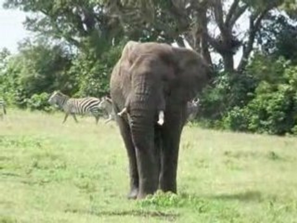 Elephant dans  le cratére