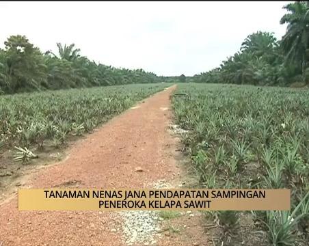 AWANI - Kelantan: Tanaman nenas jana pendapatan sampingan peneroka kelapa sawit