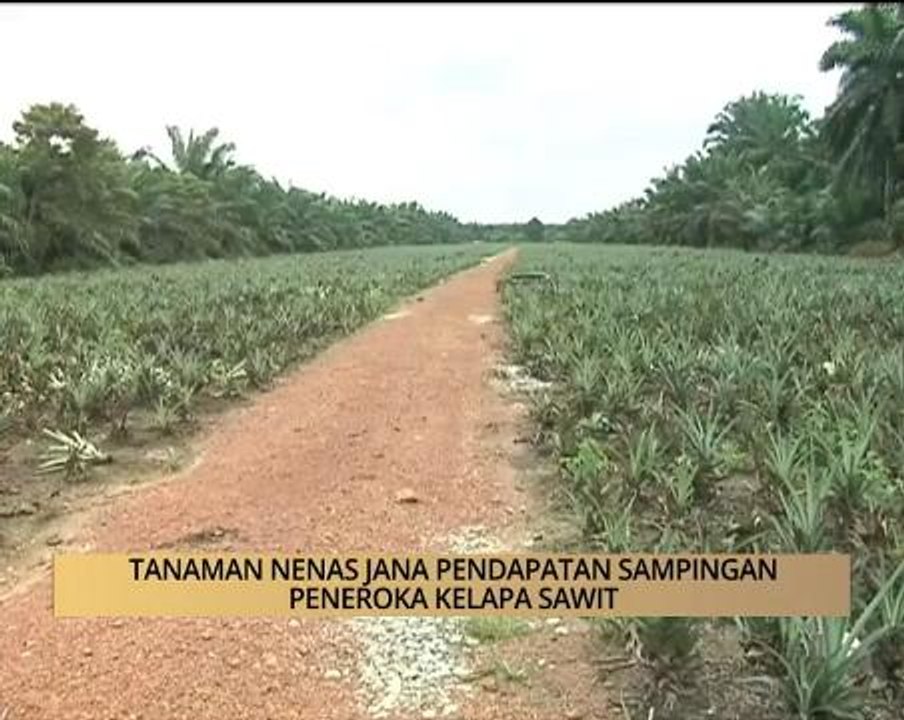 AWANI - Kelantan: Tanaman nenas jana pendapatan sampingan peneroka kelapa sawit