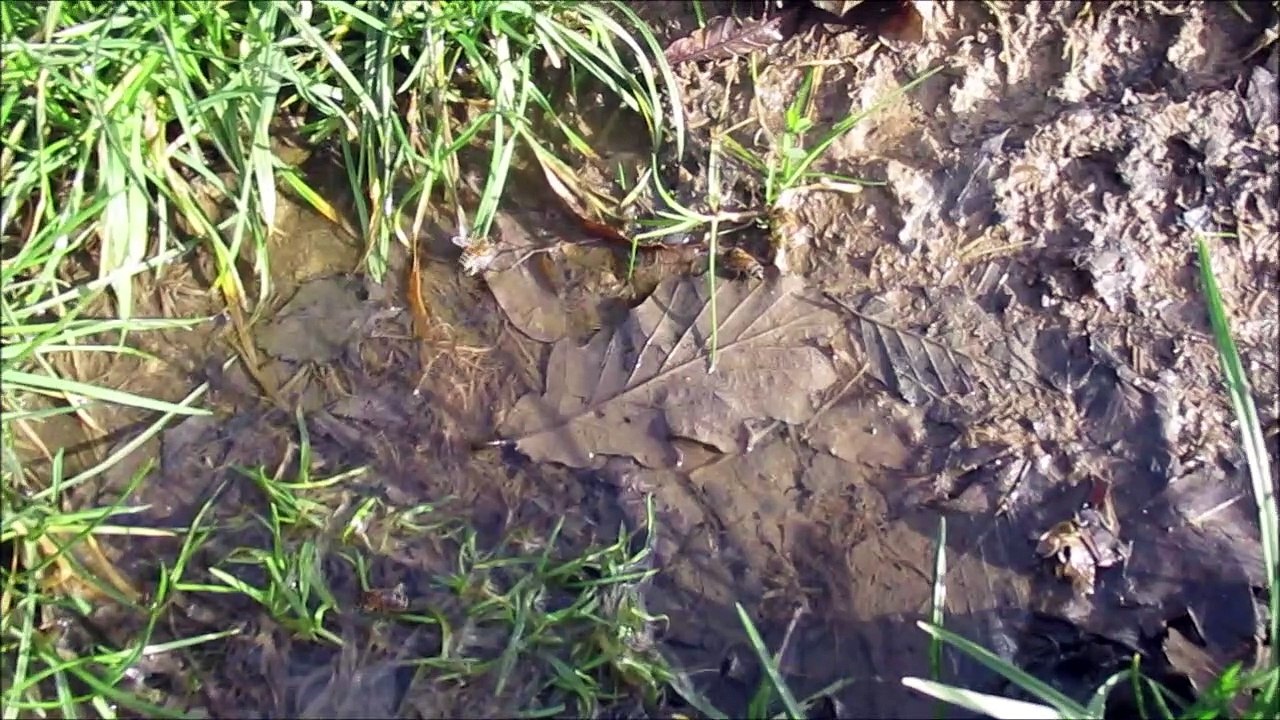porteuses d'eau