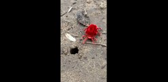 Giant Red Velvet Mite Trying to Climb into Hole