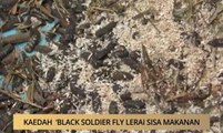 AWANI - Kedah: Kaedah 'Black Soldier Fly' lerai sisa makanan