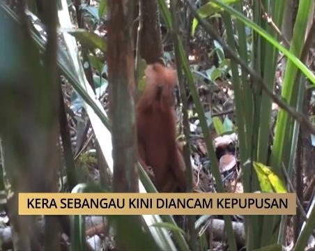 AWANI - Sarawak: Kera sebangau kini diancam kepupusan