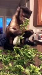 Fresh herbs  from my grandmas garden!