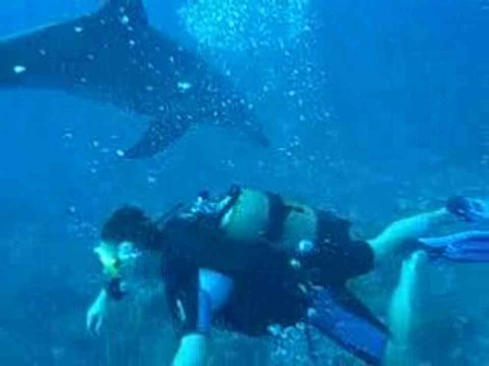 Dolphins in Guadeloupe - 1