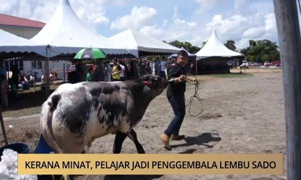 AWANI - Terengganu: Kerana minat, pelajar jadi penggembala 'Lembu Sado'