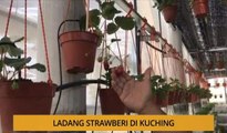 AWANI - Sarawak: Ladang strawberi di Kuching