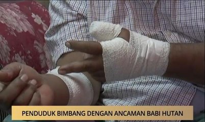 AWANI - Pulau Pinang: Penduduk bimbang dengan ancaman babi hutan