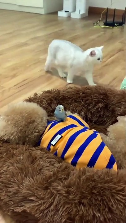 Le partage du lit ...