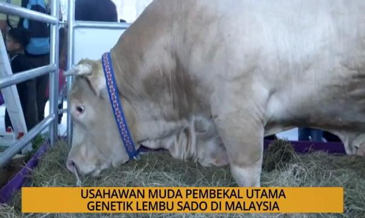 SME: Usahawan muda pembekal utama genetik lembu...