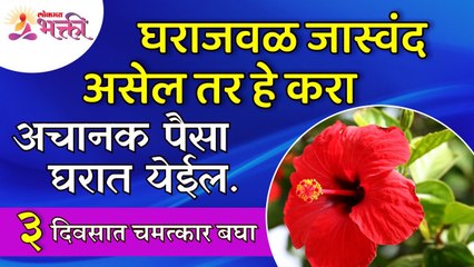 घराजवळ असलेल्या जास्वंदाच्या झाडाचे महत्व | Importance of Hibiscus tree near home | Hibiscus Flower