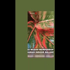 how to multiply aglonema plants for home decoration