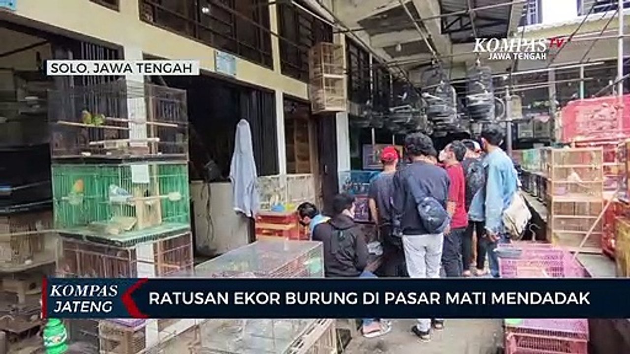 Ratusan Ekor Burung di Pasar Burung Depok Solo Mati Mendadak
