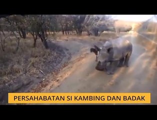 #Bualan 26 Nov: Kolam renang mudah alih, Persahabatan 'Si Kambing & Badak