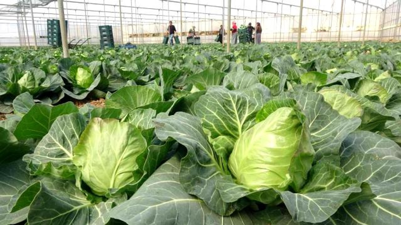 İhracata yeni bir ürün eklendi... Mini lahananın tanesi 10 lira