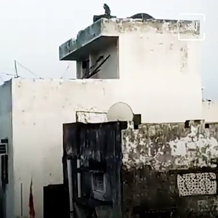 Watch: Monkey Flying A Kite On Terrace